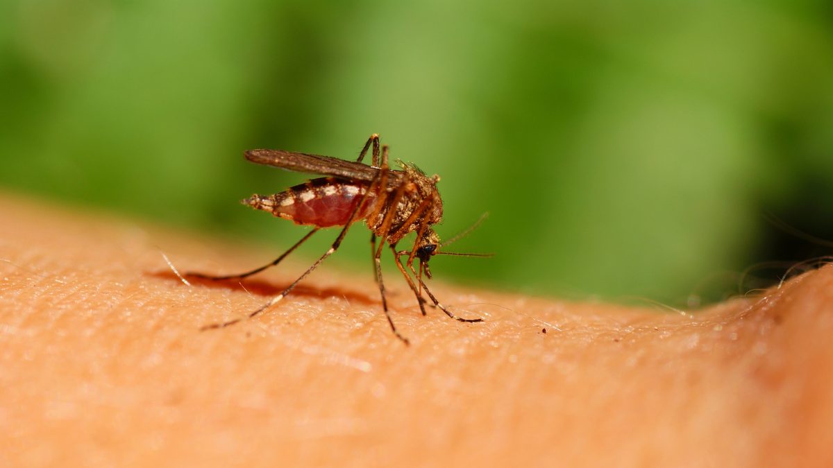 Province urges caution against West Nile virus, Lyme Disease