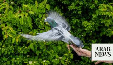 Pigeons may be navigating with their liver, study suggests