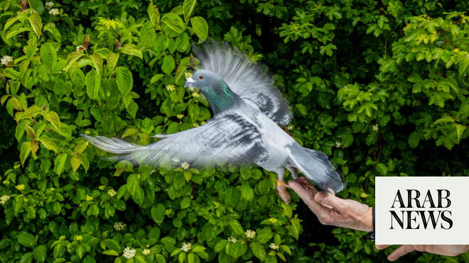 Pigeons may be navigating with their liver, study suggests