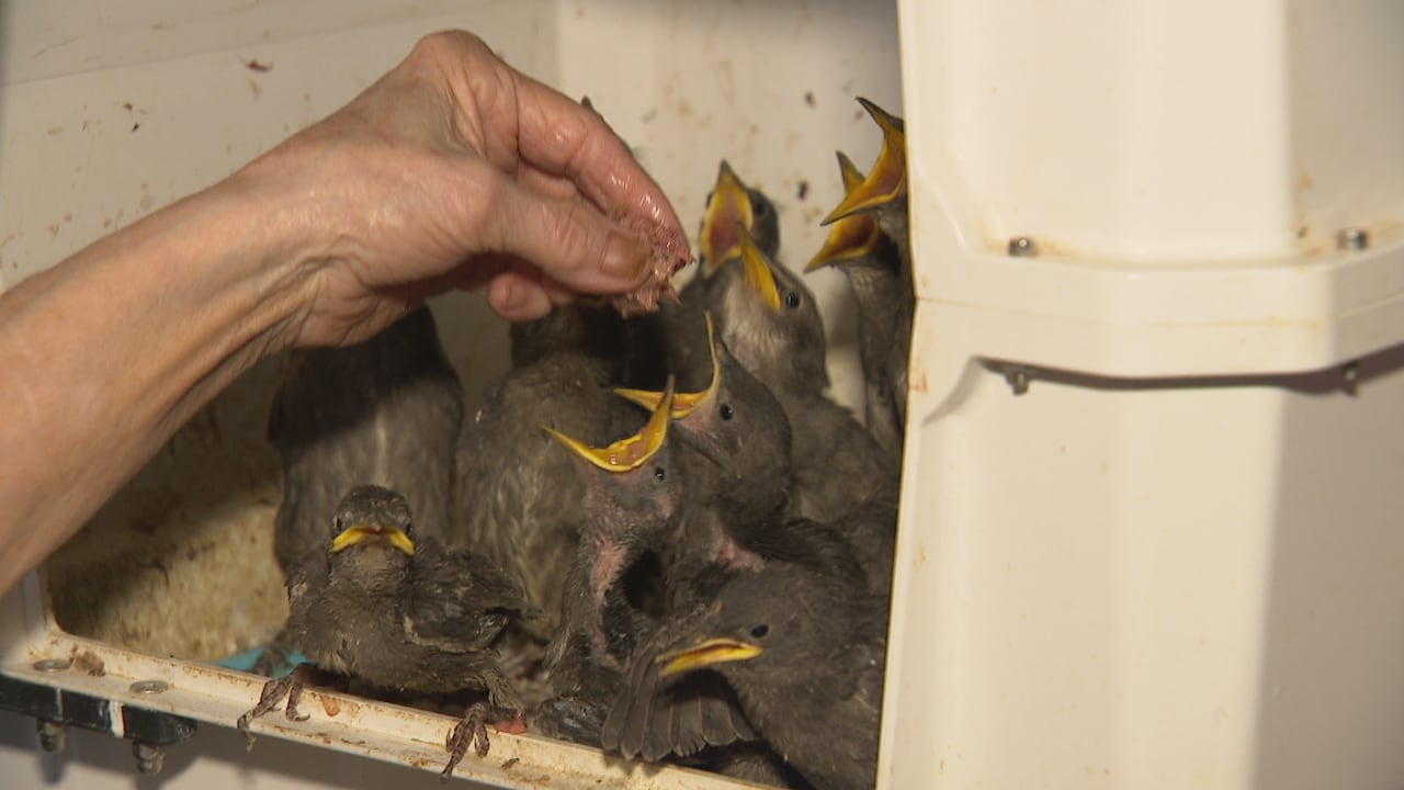 a group of baby starlings sit in a box with mouths open waiting for the hand above their mouths to feed them