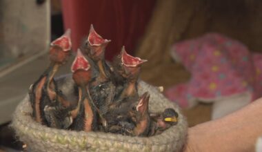 Removing starling nests can be deadly for baby birds, P.E.I. wildlife rescuer warns