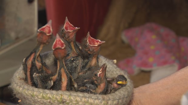 Removing starling nests can be deadly for baby birds, P.E.I. wildlife rescuer warns