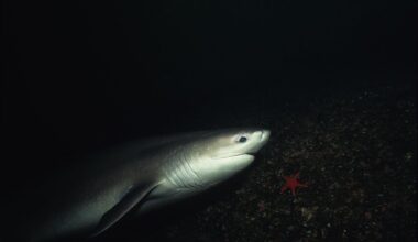 What A 5-Million-Year-Old Bite Reveals About Climate Change And Sharks