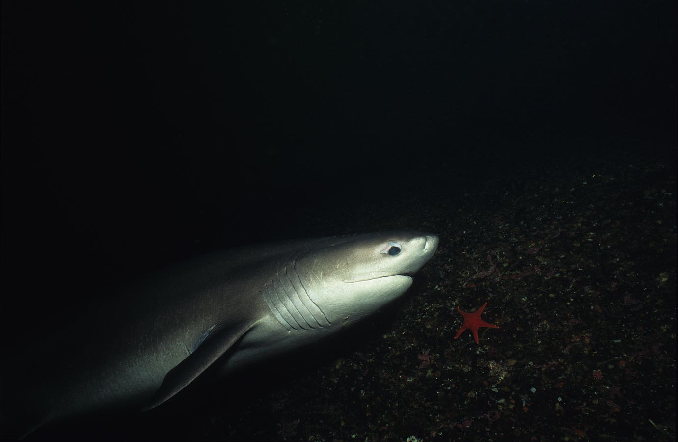 What A 5-Million-Year-Old Bite Reveals About Climate Change And Sharks