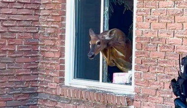 Deer Crashes Through Bedroom Window In Owen Sound