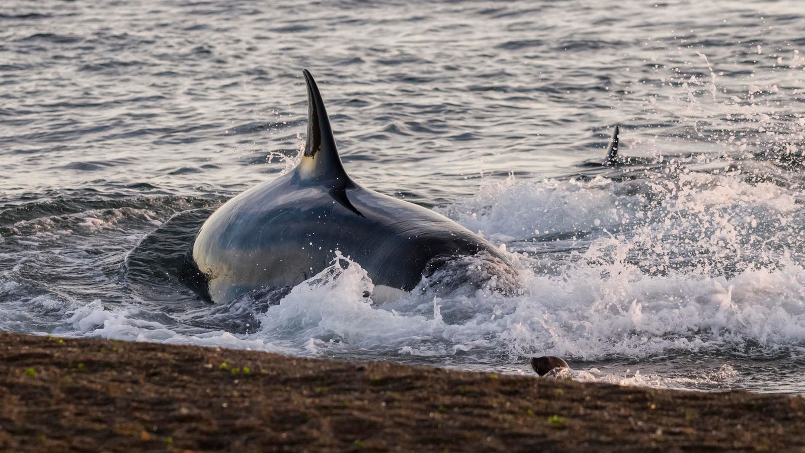 Killer Whales Teach Their Children To Beach Themselves — A Biologist Explains Why