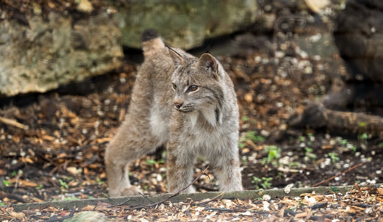 A beige lynx cat is seen in a wooded area