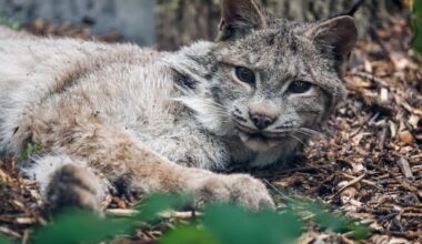 Lumi the lynx can now be seen at Winnipeg zoo after long medical journey