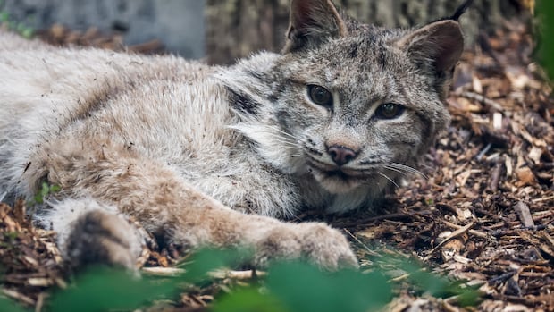 Lumi the lynx can now be seen at Winnipeg zoo after long medical journey