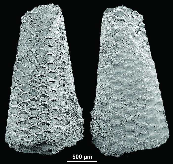 The early Cambrian bryozoan Protomelission gatehousei
