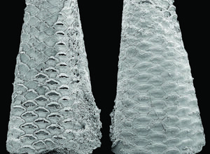 Extraordinary fossils solve a 500-million-year mystery: Bryozoans were there at the dawn of animal life