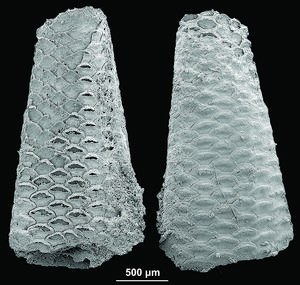 Extraordinary fossils solve a 500-million-year mystery: Bryozoans were there at the dawn of animal life