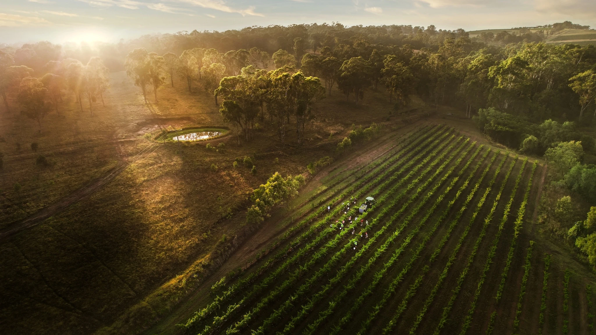 The Hidden Vineyard, Pokolbin NSW Australia