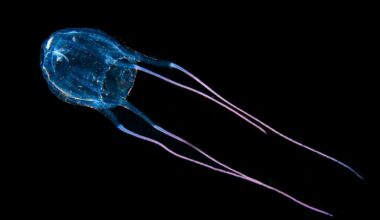 This Jellyfish Has 24 Eyes — A Biologist Explains What It Actually Sees With Them
