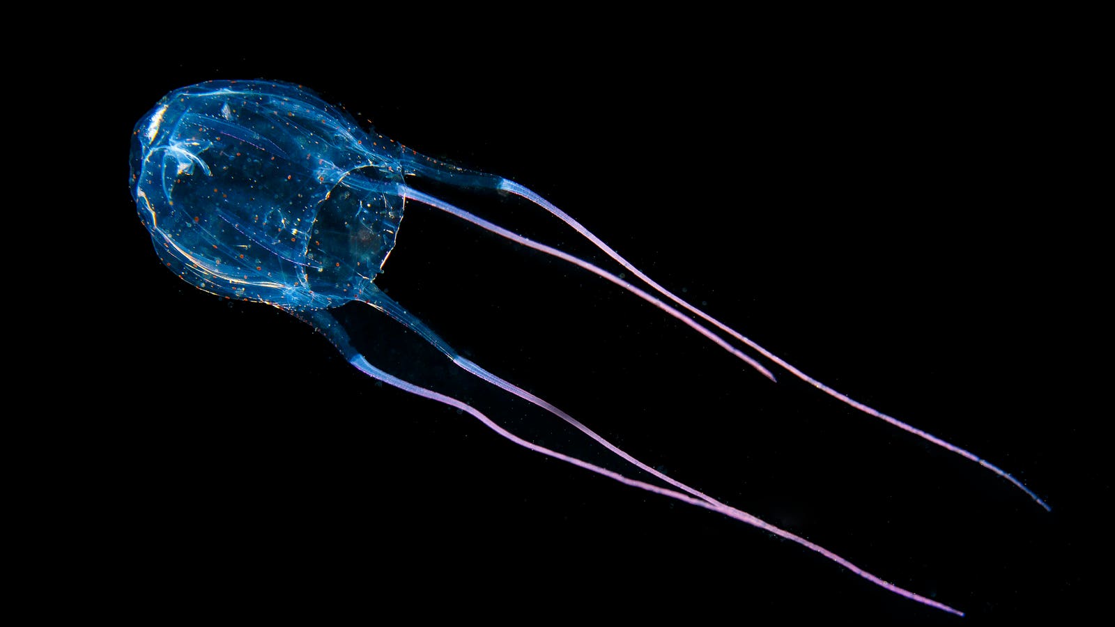 This Jellyfish Has 24 Eyes — A Biologist Explains What It Actually Sees With Them