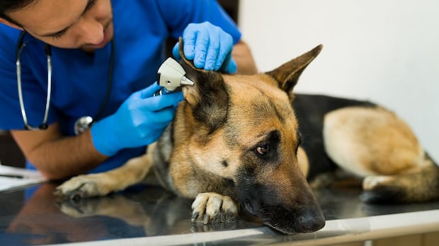 Alberta court upholds sanctions against veterinarian with history of complaints