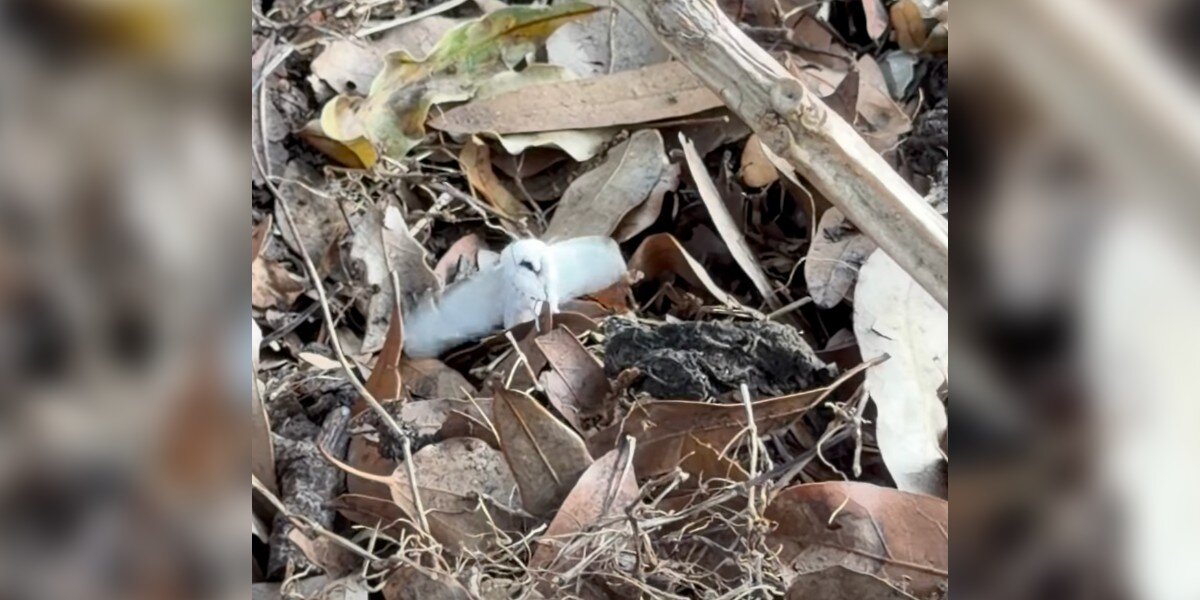 Woman Watering Yard Spots 2-Inch ‘Owl’ In Leaf Pile — Then Takes A Closer Look