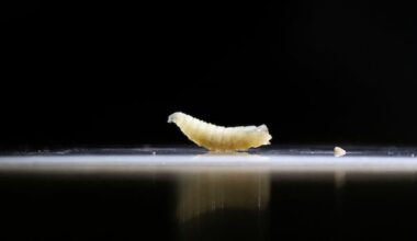 CFIA announces temporary ban of Texas livestock to prevent spread of screwworm