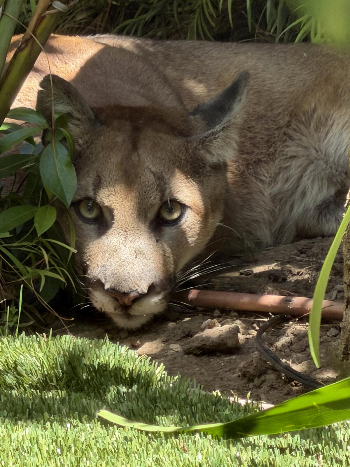 A mountain lion was tranquilized and captured Friday after it was spotted in the yard of a Santa Monica home.