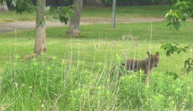 City investigating atter teen attacked by coyotes in Ottawa park