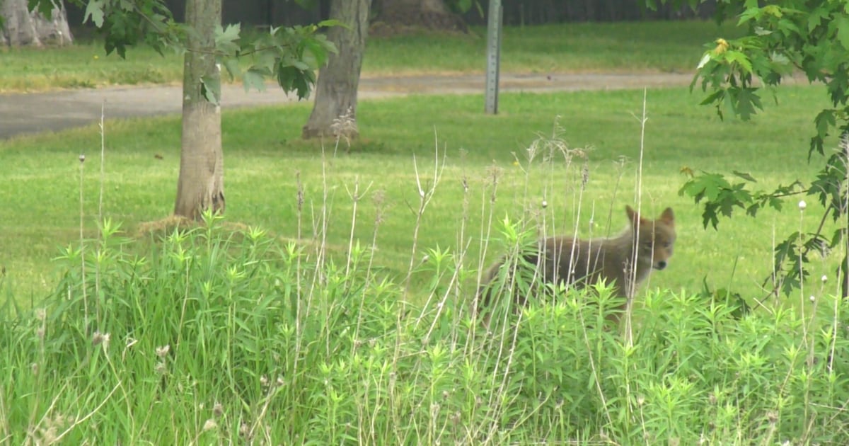 City investigating atter teen attacked by coyotes in Ottawa park