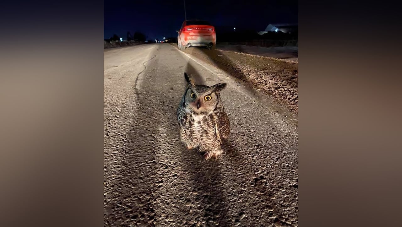 a great horned owl looks at the camera while sitting on the side of a road at night