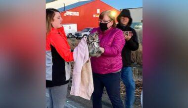 Winnipeg-area wildlife rescue to close after nearly 2 decades rehabilitating animals
