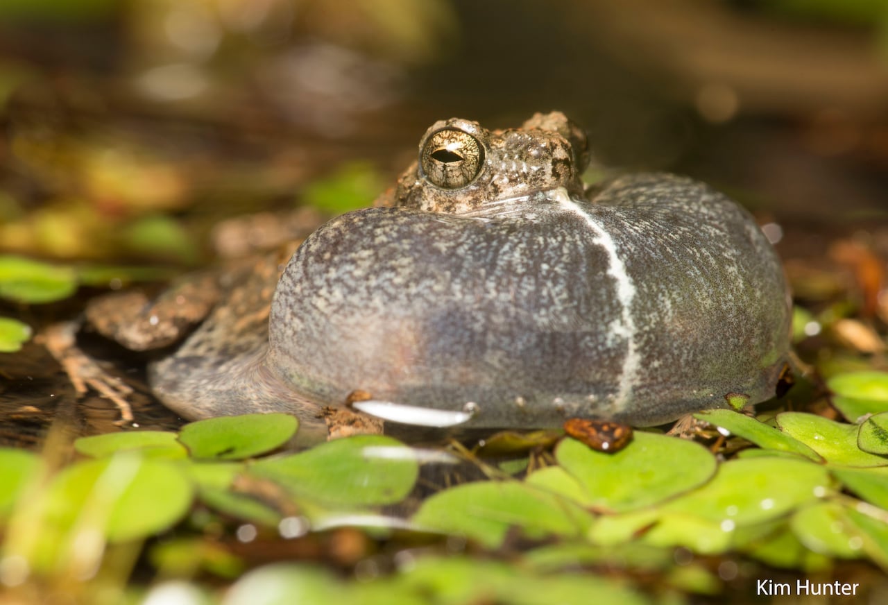 a frog sits in a swamp surrounded by lily pads