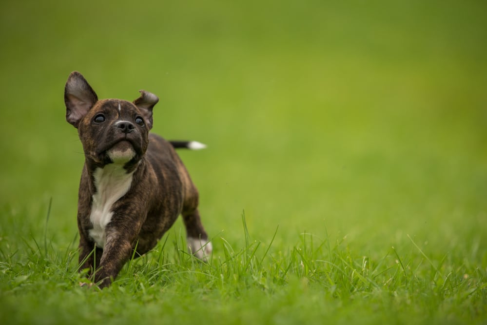 A puppy with a white chest and brindle coat runs on green grass.