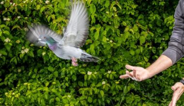 Can a pigeon's liver really help it navigate long distances? New research suggests it could
