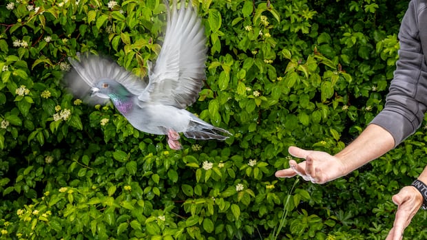 Can a pigeon's liver really help it navigate long distances? New research suggests it could