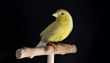 Opinion: Broadcom Is the Canary in the AI Coal Mine -- Just Not in the Way You Think