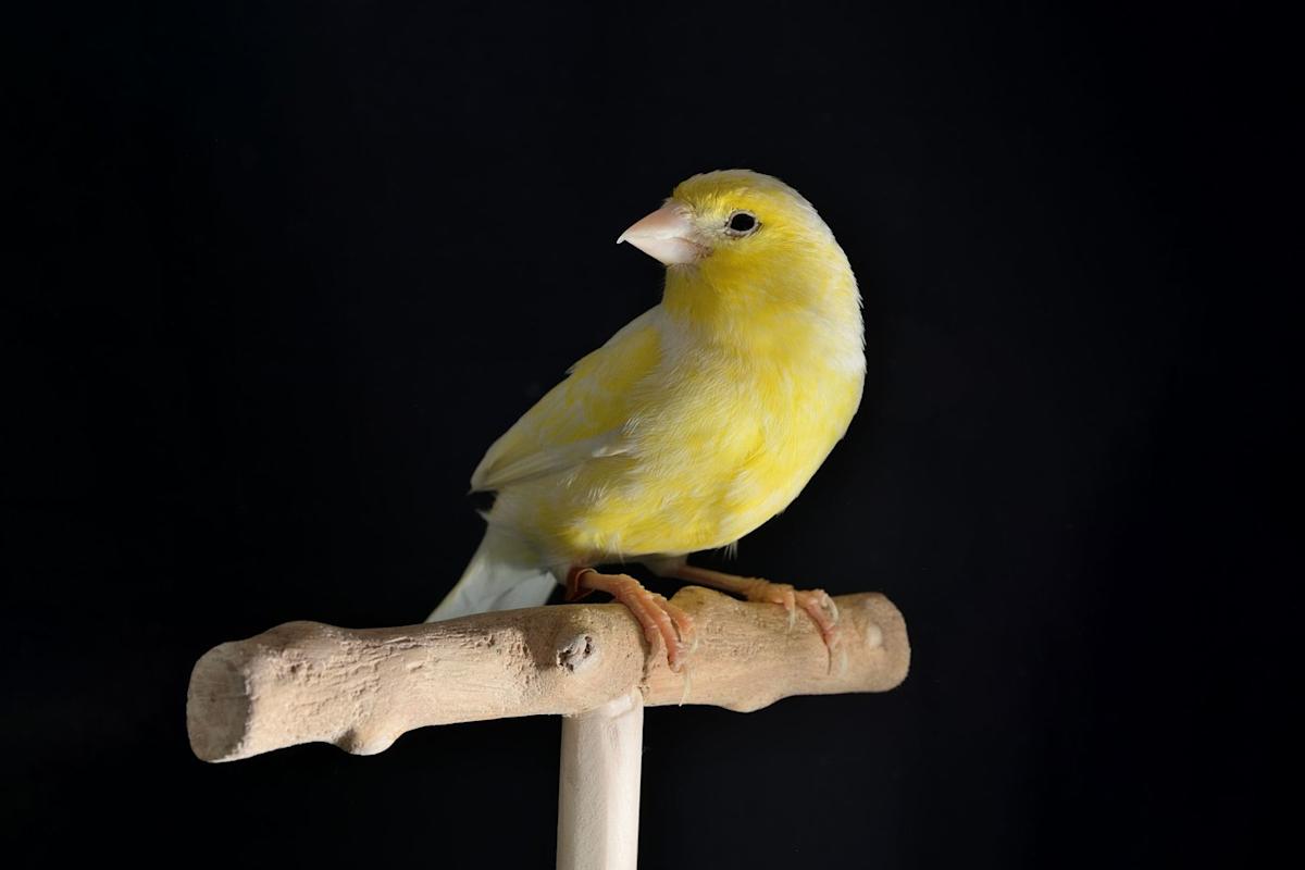 Opinion: Broadcom Is the Canary in the AI Coal Mine -- Just Not in the Way You Think