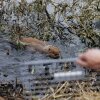A long, brown beaver swims in marshy water filled with foliage. The blurry head and hand of a man is in the lower-right part of the frame.
