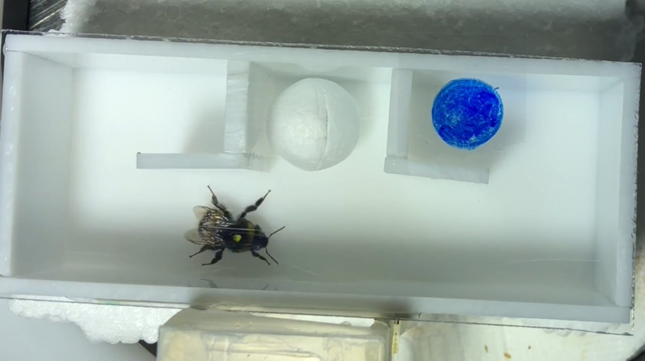 A bee in a shallow box with a clear lid, two chambers, a ball in the middle and a blue circle drawn on the ceiling in the right chamber.