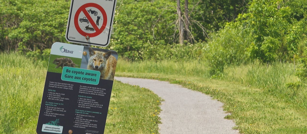 City signage in front of a park path. One of the signs has two photos of coyotes.