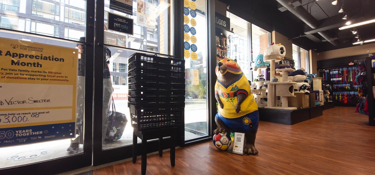 A beaver statue, with its foot on a soccer ball, is painted in Ecuador colours inside a convenience store in downtown Toronto, by the front door.