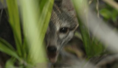 Cozumel dwarf fox photos confirm survival of rare species