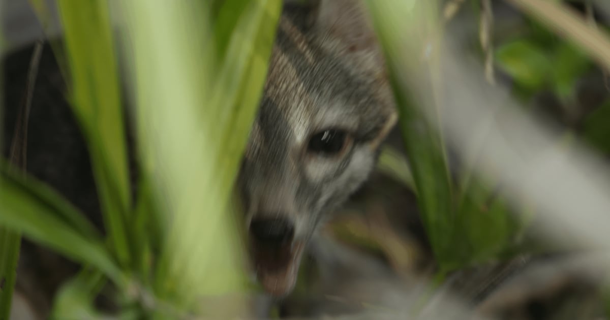 Cozumel dwarf fox photos confirm survival of rare species