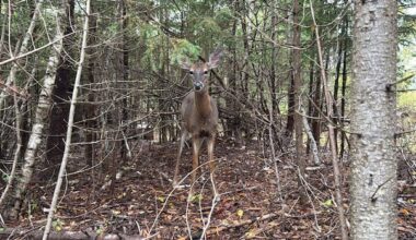 Data underscores problem deer population in Colchester, but hunt yet to be scheduled
