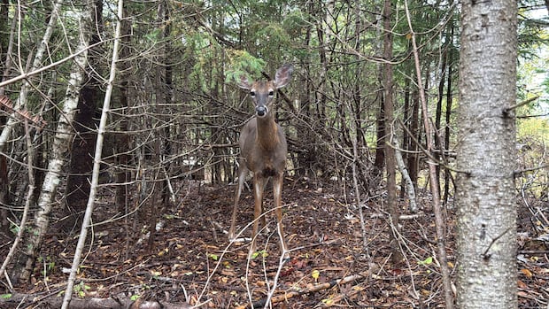 Data underscores problem deer population in Colchester, but hunt yet to be scheduled