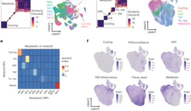 Spatially resolved single-cell analyses of human meningioma identify novel cell states influencing tumor microenvironment and progression