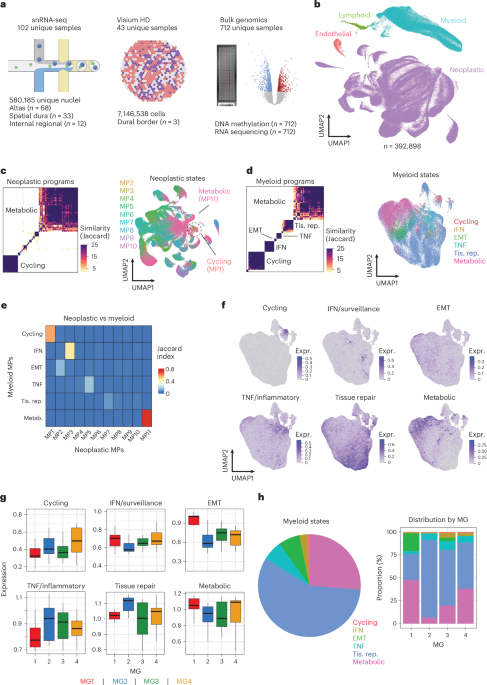 Spatially resolved single-cell analyses of human meningioma identify novel cell states influencing tumor microenvironment and progression
