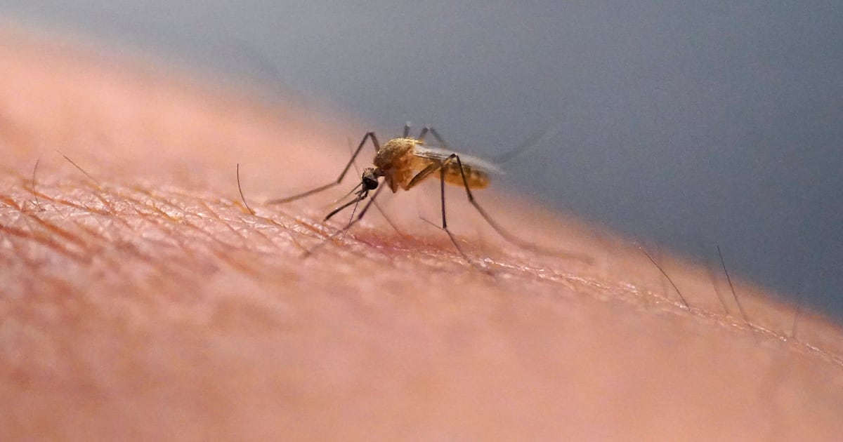 West Nile virus in Canada: What are the symptoms