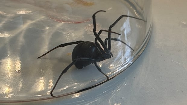 'Always wash your fruits': Calgary family finds black widow in grapes