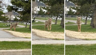 City closes Orléans park after coyote attack