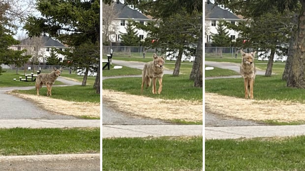 City closes Orléans park after coyote attack