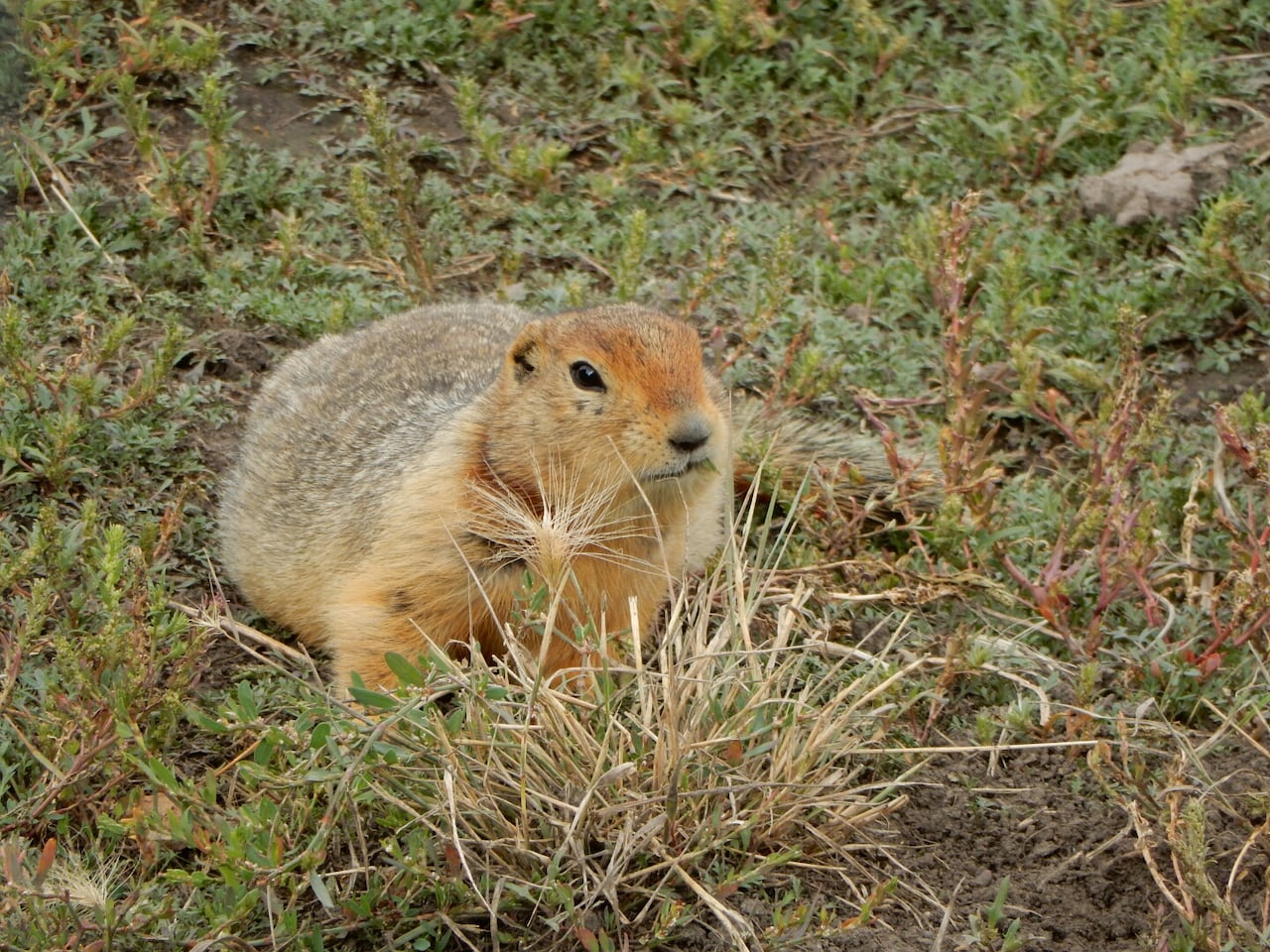Ground squirrel in grass