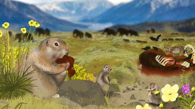 Squirrel poop dating back to last ice age is full of mammoth, horse DNA