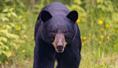 black bear